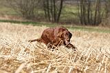 SETTER IRLANDAIS 375